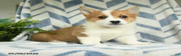 Welsh Corgi Pembroke dogs for sale: Paris - Ad 1