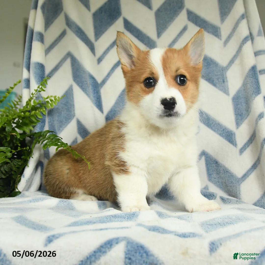 Welsh Corgi Pembroke dogs for sale: Paris - Ad 1