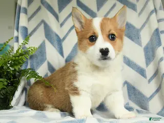 Welsh Corgi Pembroke dogs for sale: Paris - Ad 2
