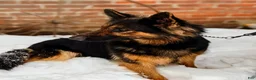 German Shepherd dogs for sale: Roxy - Ad 1