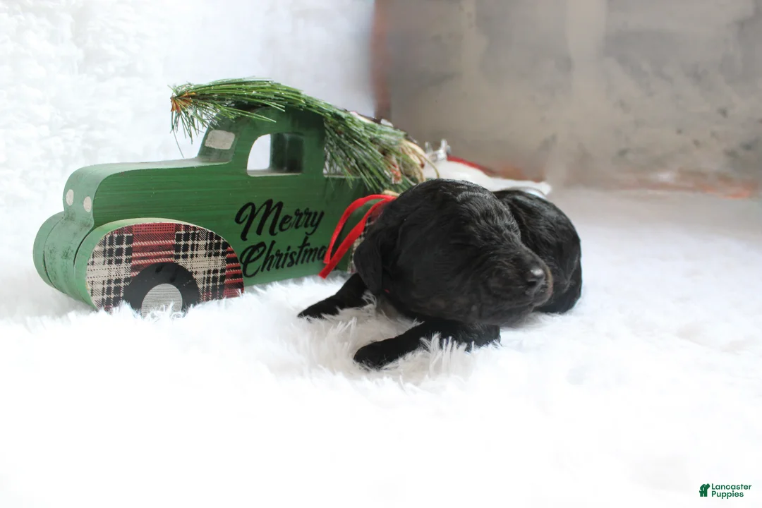 Goldendoodle dogs for sale: Joe - Ad 3