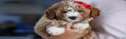 Mini Goldendoodle dogs for sale: 🐾 Meet Neo – F2B Mini Goldendoodle Puppy 🐾 - Ad 17