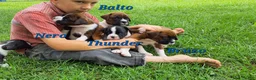 Boxer dogs for sale: Nero AKC - Ad 5
