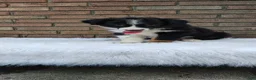 Australian Shepherd dogs for sale: Tucker - Ad 4