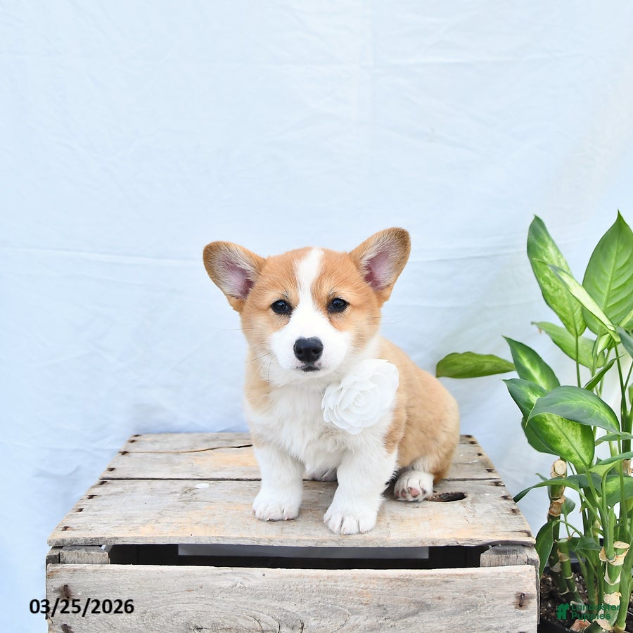 Welsh Corgi Pembroke dogs Molly - Ad 1