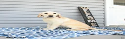 Goldador dogs for sale: Kola - Ad 9