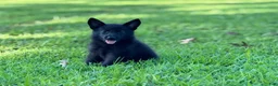 German Shepherd dogs for sale: Shadow - Ad 1