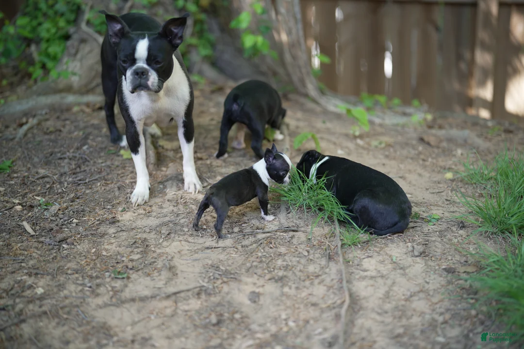 Boston Terrier dogs for sale: Raisin - Ad 2