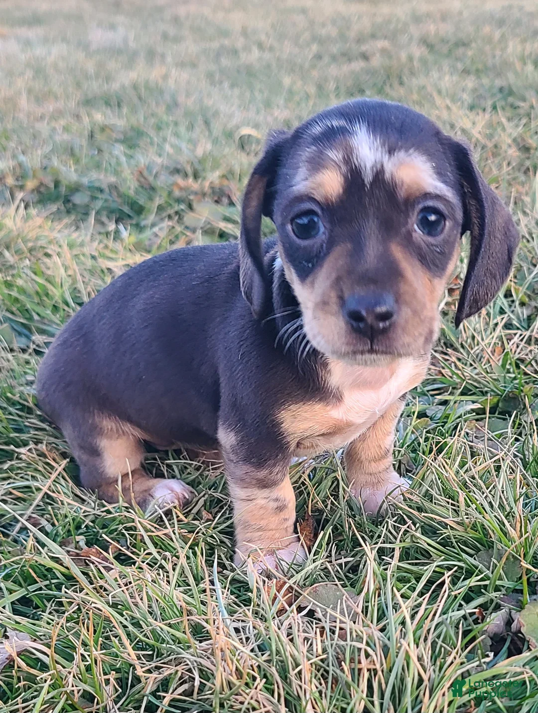 Miniature Dachshund dogs for sale: Flora - Ad 9