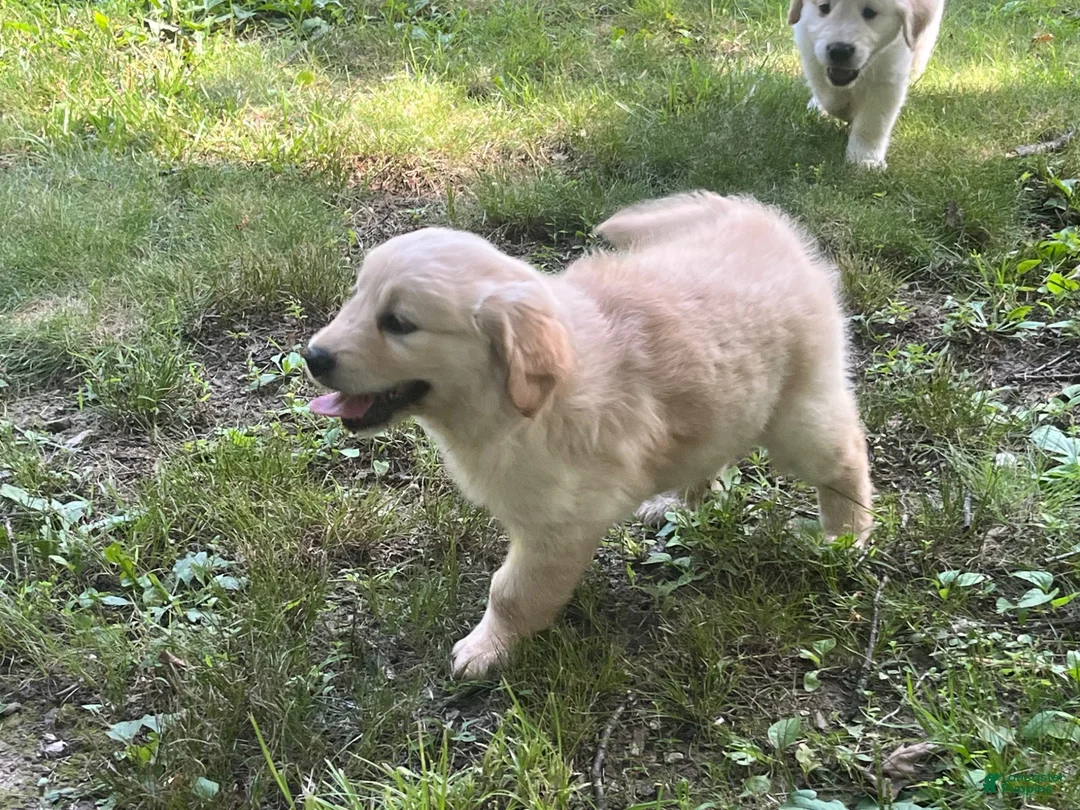 Golden Retriever dogs for sale: Brenna - Ad 2