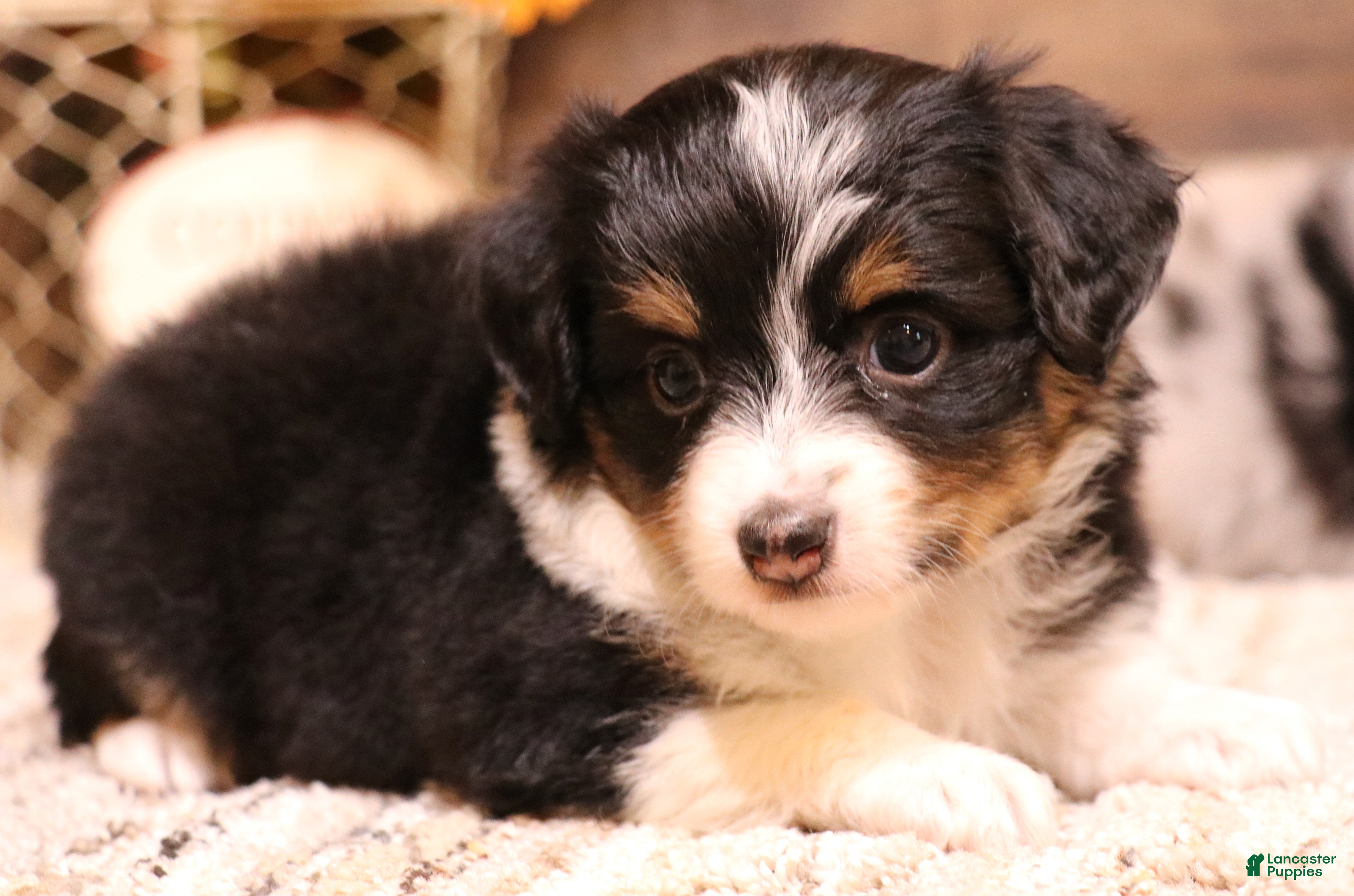 Toy Australian Shepherd dogs Rita black-tri - Ad 5