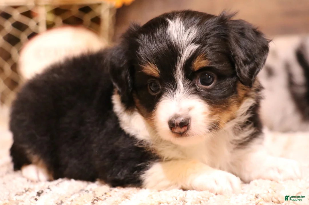 Toy Australian Shepherd dogs for sale: Rita black-tri - Ad 1