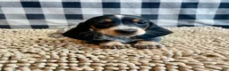 Miniature Dachshund dogs for sale: Nettie - Ad 12