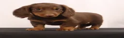 Dachshund dogs for sale: Hank  - Ad 6