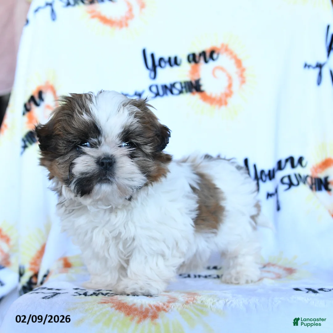 Shih Tzu dogs for sale: Sugar n Spice - Ad 3
