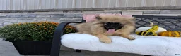 Keeshond dogs for sale: Deanna - Ad 4