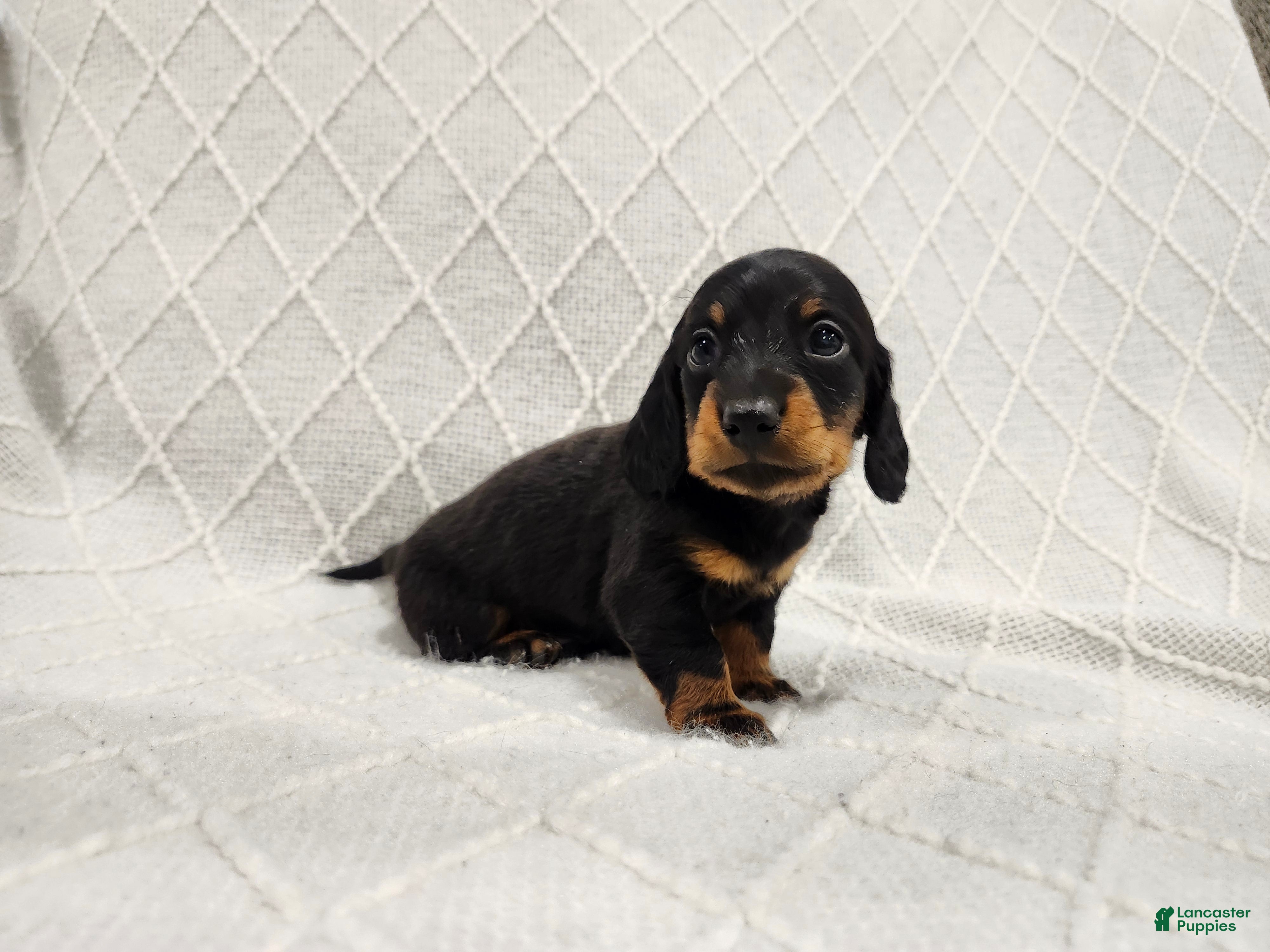 Miniature Dachshund dogs Remi - Ad 1