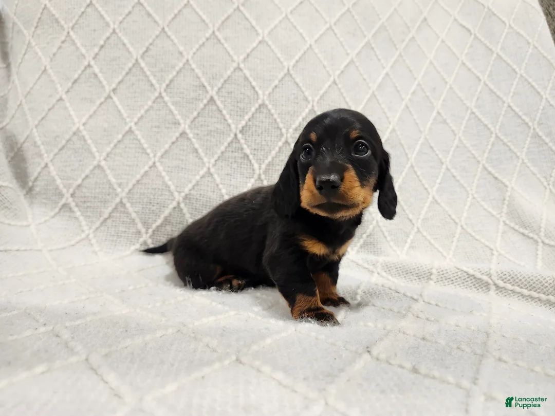 Miniature Dachshund dogs for sale: Remi - Ad 1