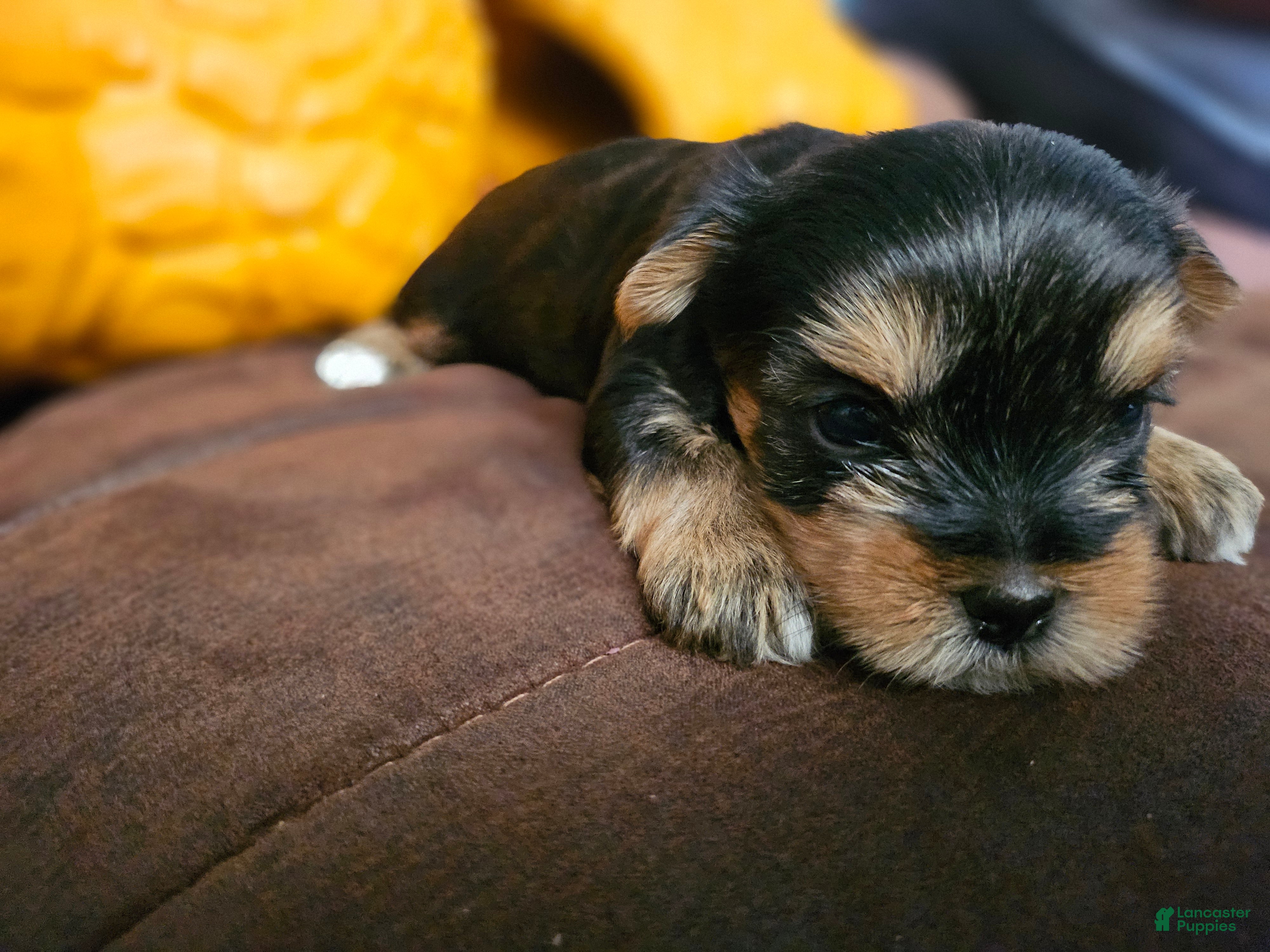Yorkshire Terrier dogs for sale: Jackie - Ad 1