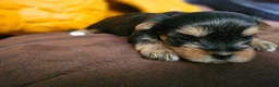 Yorkshire Terrier dogs for sale: Jackie - Ad 1