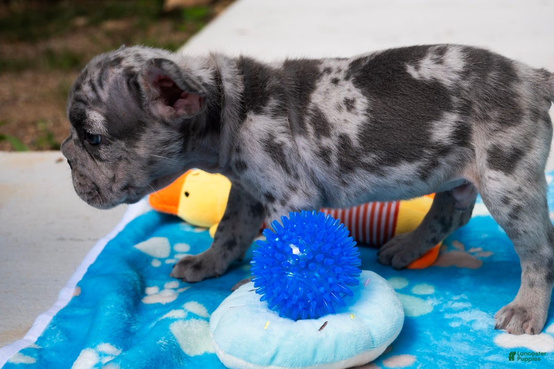 French Bulldog dogs for sale: LilBoy - Ad 12