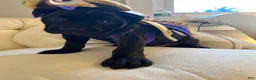Cane Corso dogs for sale: Cane Corso 2 - Ad 2