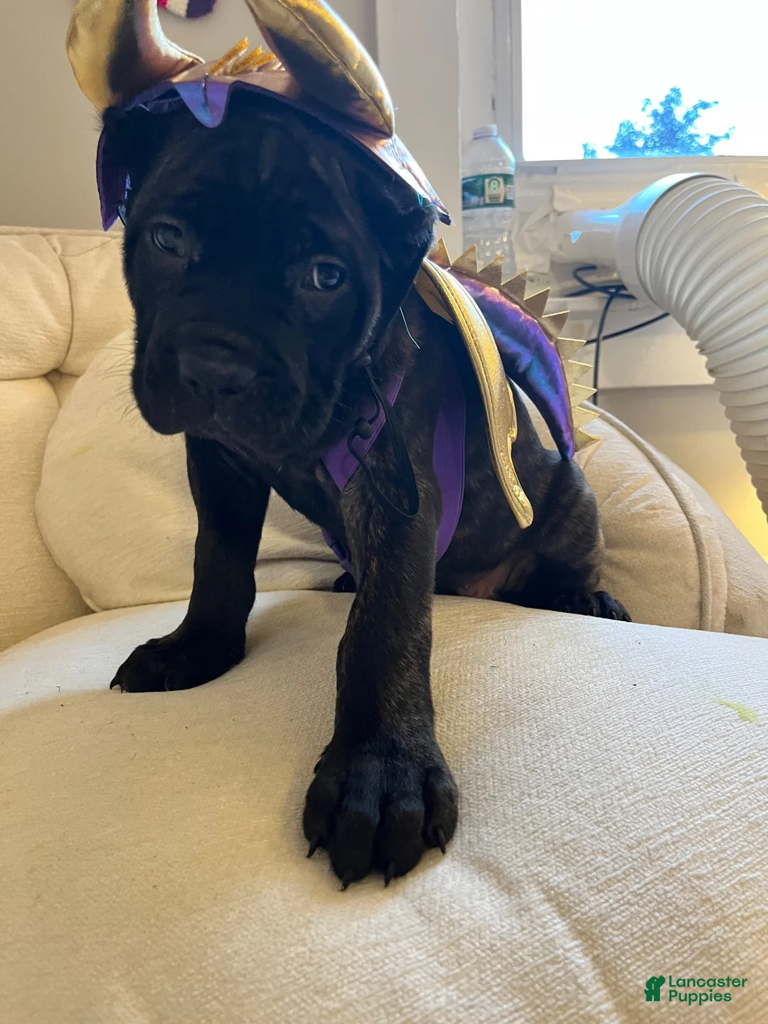 Cane Corso dogs for sale: Cane Corso 2 - Ad 2