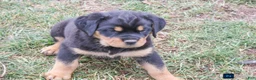 Rottweiler dogs for sale: Farley - Ad 3