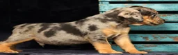 Beabull dogs for sale: Carson - Ad 7