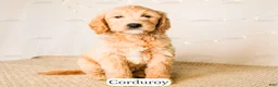 Goldendoodle dogs for sale: Corduroy - Ad 16