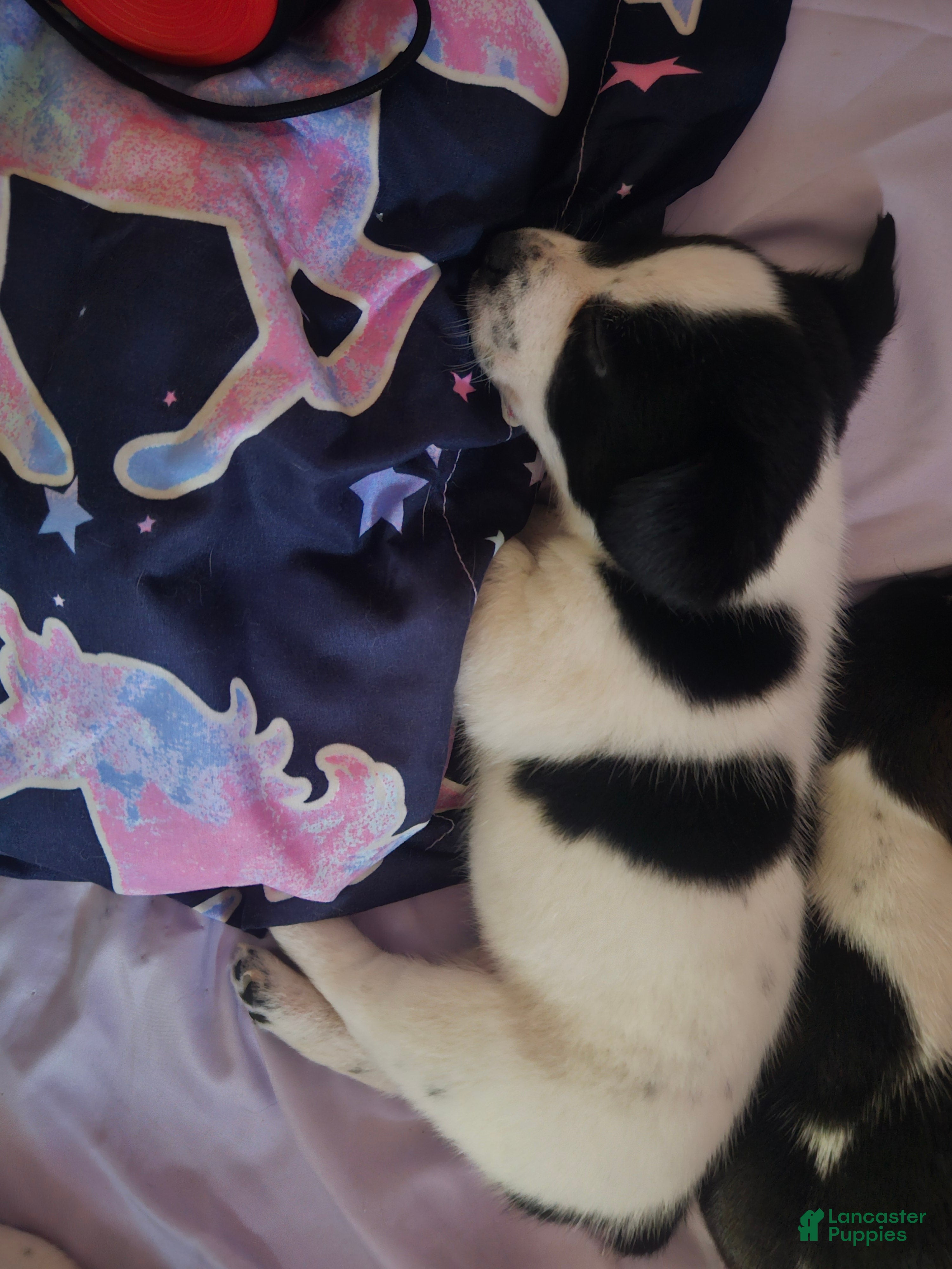 Jack Russell Terrier dogs Bull - Ad 10
