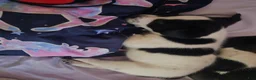 Jack Russell Terrier dogs for sale: Bull - Ad 1