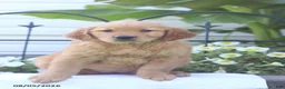 Golden Retriever dogs for sale: Cassie - Ad 2