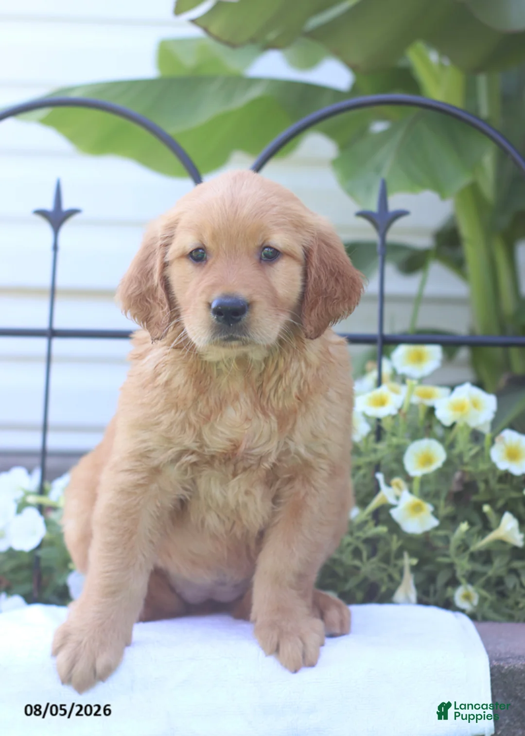 Golden Retriever dogs for sale: Cassie - Ad 2