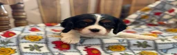 Cavalier King Charles Spaniel dogs for sale: Trixie - Ad 3