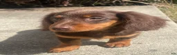 Miniature Dachshund dogs for sale: Nutella  - Ad 2