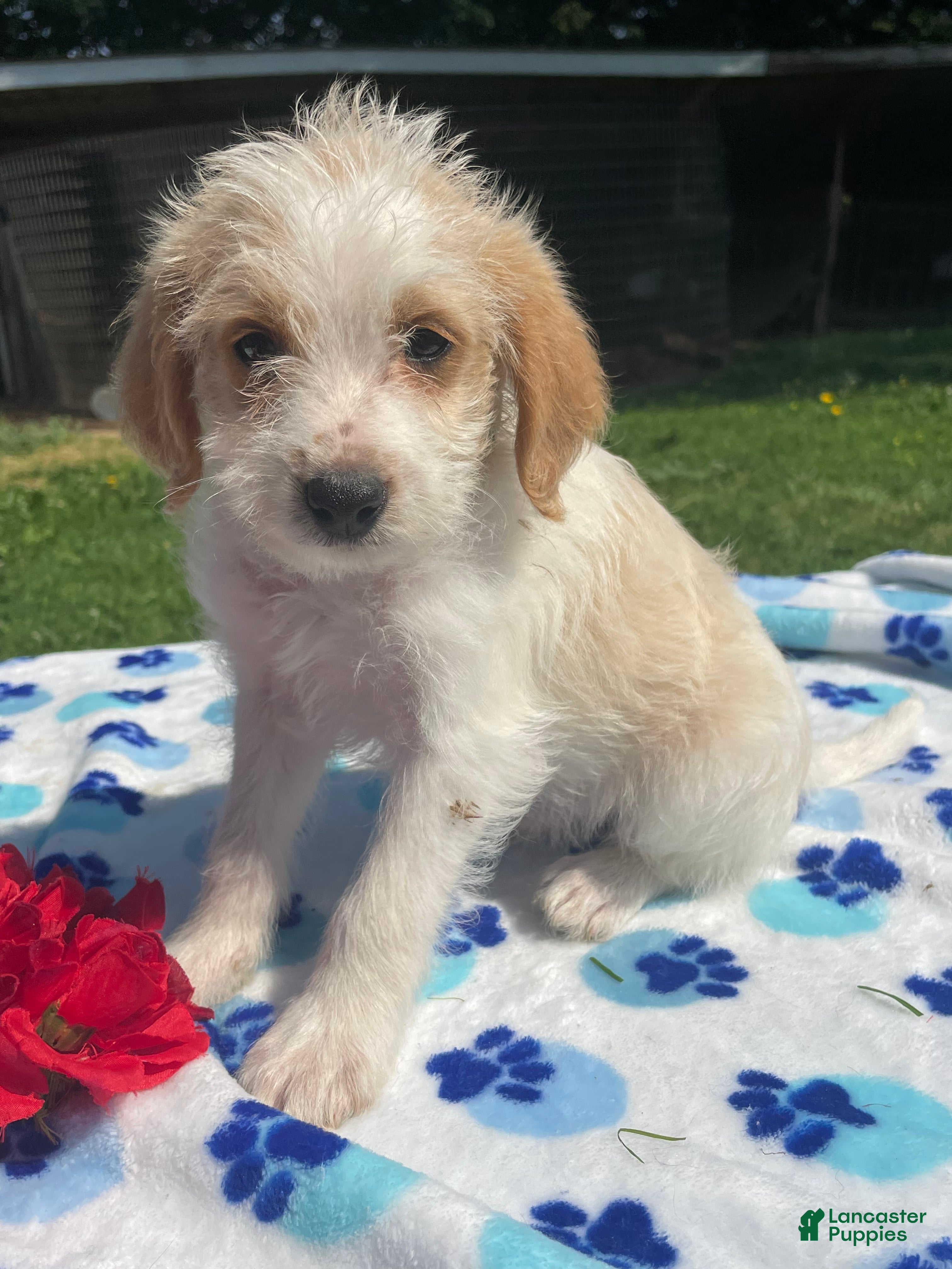 Mixed Breed dogs Ronnie - Ad 24
