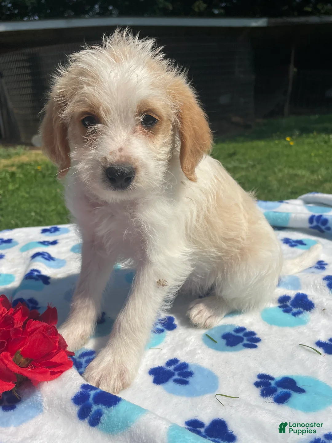 Mixed Breed dogs for sale: Ronnie - Ad 1