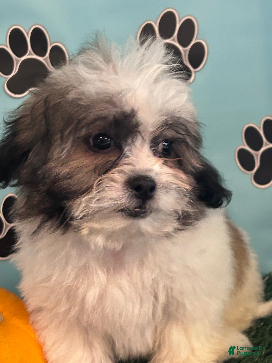 Teddy Bear dogs for sale: Royal  - Ad 5