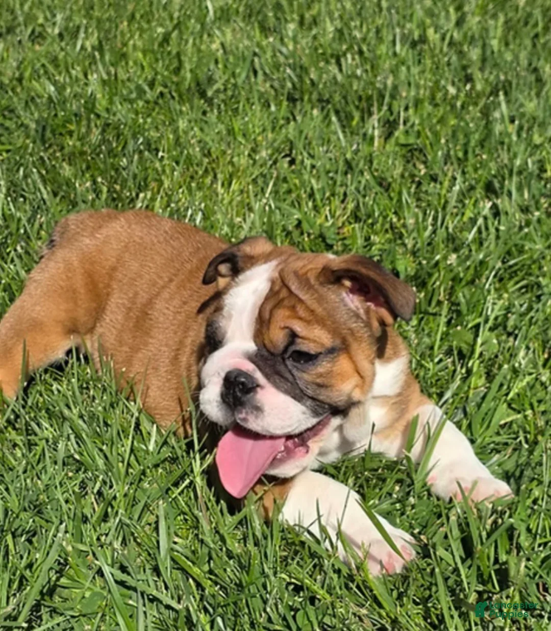 English Bulldog dogs for sale: BUBBA - Ad 2