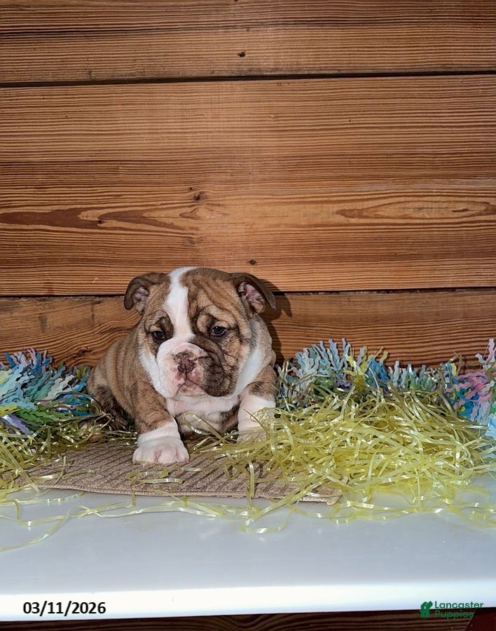 Mixed Breed dogs Jessica - Ad 2