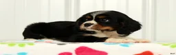 Cavalier King Charles Spaniel dogs for sale: Leo - Ad 3