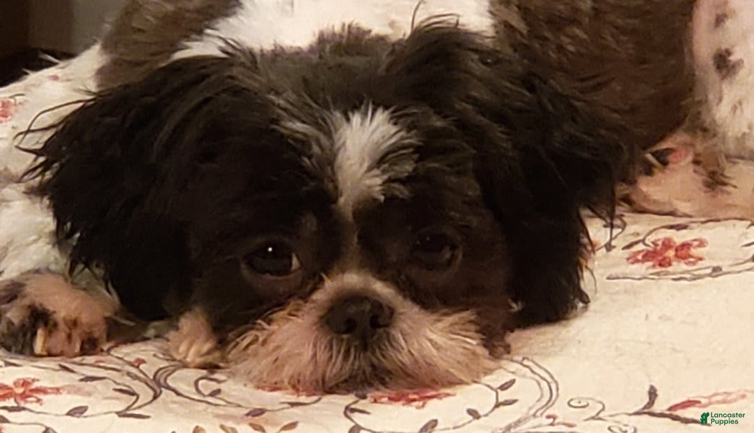 Gallery Image {{count}}