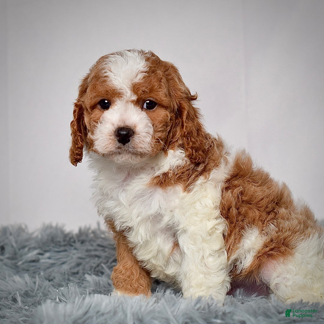 Cavapoo dogs for sale: Mr. Loki - Ad 2