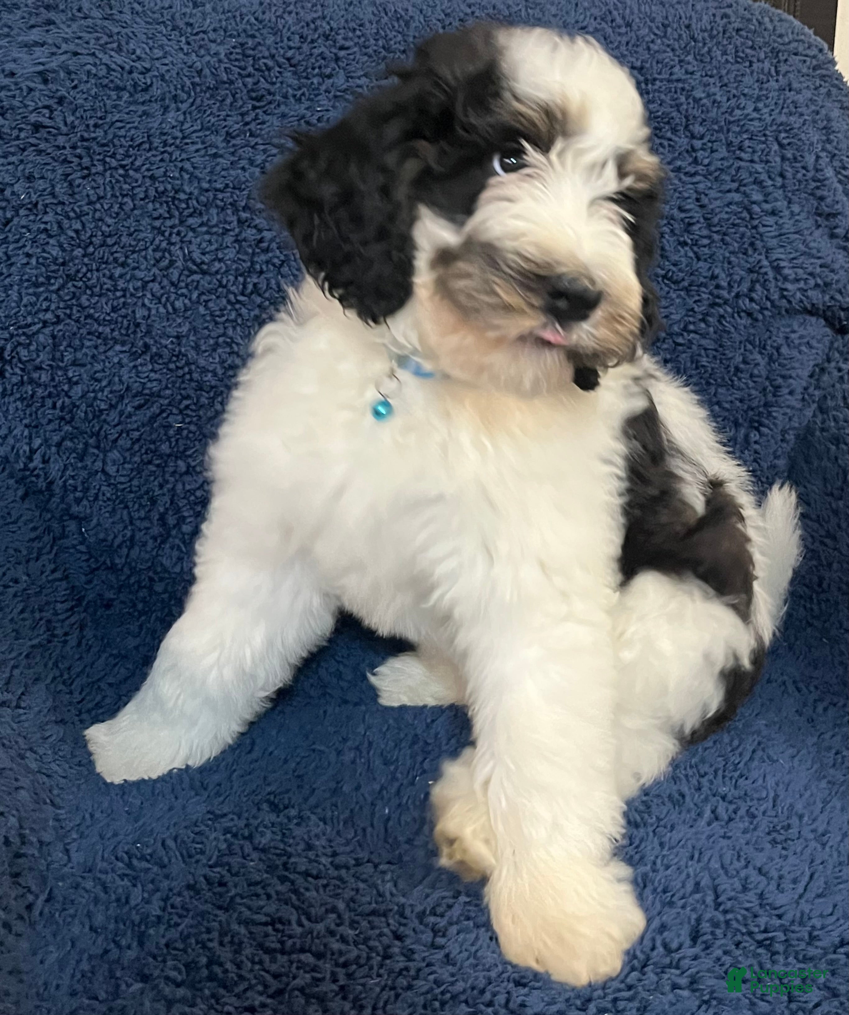 Bernedoodle dogs Rain - Ad 7