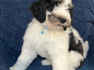 Bernedoodle dogs Rain - Ad 7