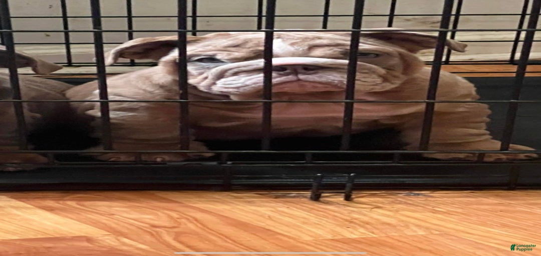 Gallery Image {{count}}