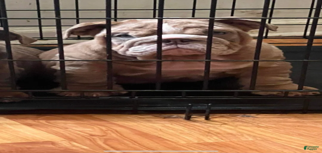 Gallery Image {{count}}