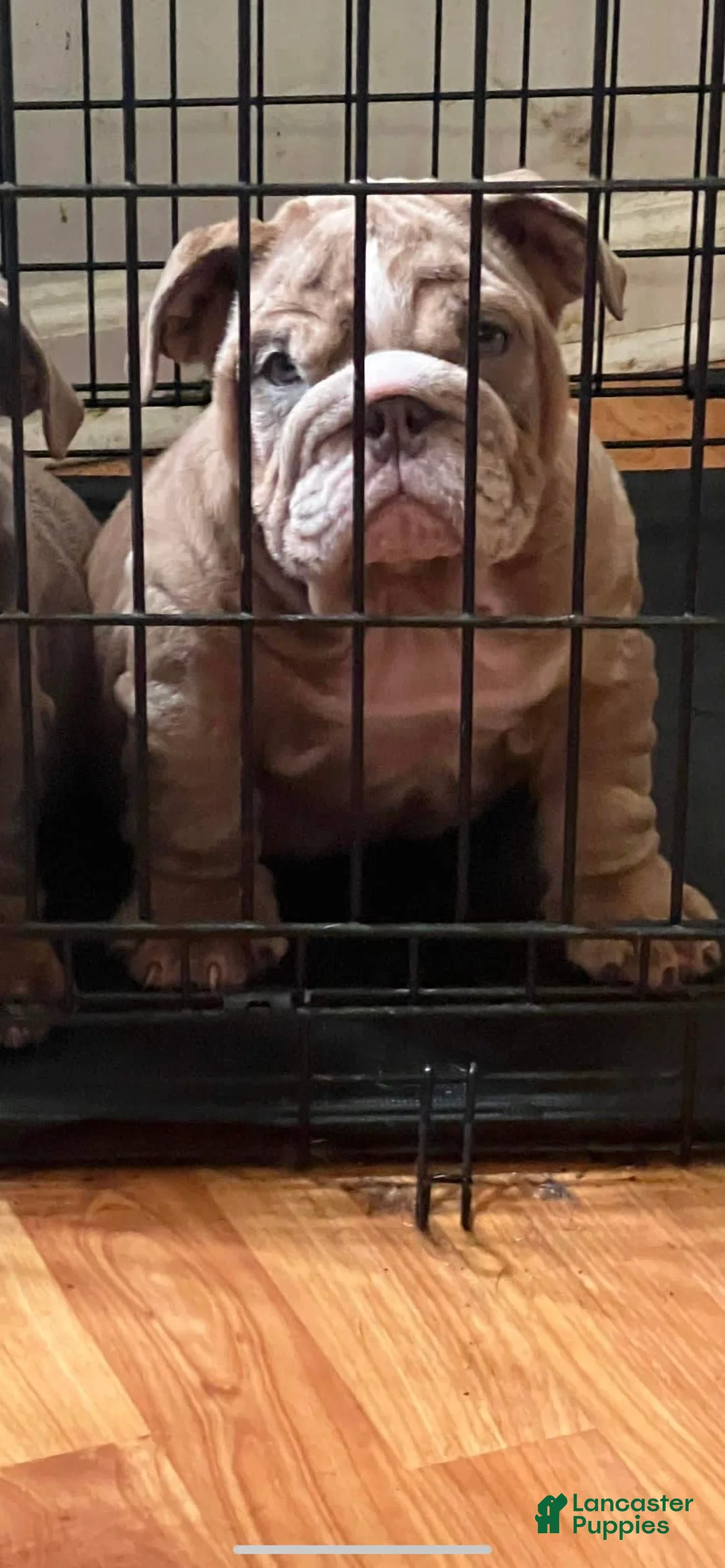 Gallery Image {{count}}