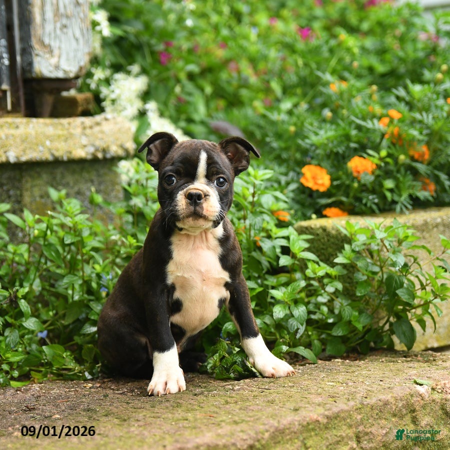 Boston Terrier dogs Mike - Ad 2